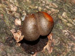 Attēlu rezultāti vaicājumam “Lycogala cf. oleocrystalliferum sessile”