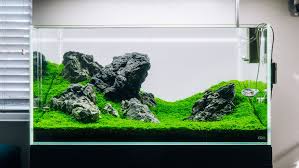 Attēlu rezultāti vaicājumam “Elatine hydropiper”