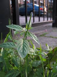 Attēlu rezultāti vaicājumam “Epilobium roseum leaf”