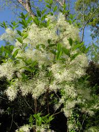 Attēlu rezultāti vaicājumam “Chionanthus virginicus flower”