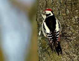 Attēlu rezultāti vaicājumam “Dendrocopos medius”