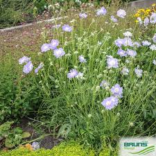 Image result for scabiosa caucasica