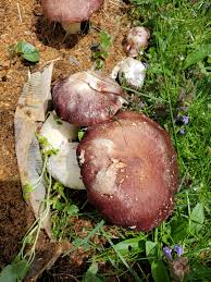 Attēlu rezultāti vaicājumam “Stropharia hornemannii”