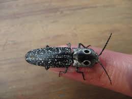 Attēlu rezultāti vaicājumam “Elateridae”