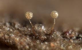 Attēlu rezultāti vaicājumam “Diderma floriforme stalked”