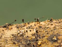 Attēlu rezultāti vaicājumam “Colloderma oculatum macro”