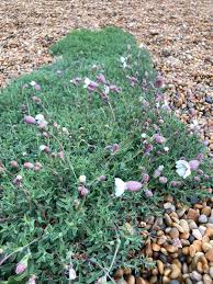 Attēlu rezultāti vaicājumam “Microbotryum tragopogonis - pratensis”
