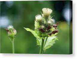 Attēlu rezultāti vaicājumam “Cirsium oleraceum”