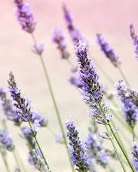 Attēlu rezultāti vaicājumam “Lavandula angustifolia bud”