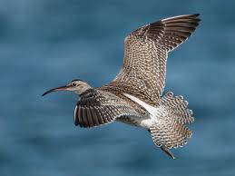 Attēlu rezultāti vaicājumam “Numenius phaeopus adult”