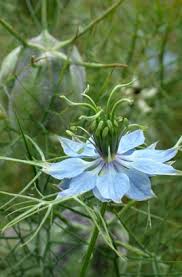 Image result for Nigella damascena