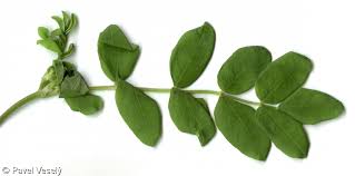 Attēlu rezultāti vaicājumam “Astragalus glycyphyllos”