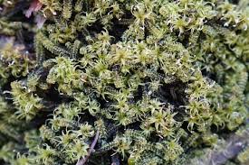 Attēlu rezultāti vaicājumam “Paludella squarrosa”