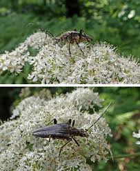 Attēlu rezultāti vaicājumam “Stenocorus meridianus”