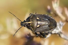 Attēlu rezultāti vaicājumam “Jalla dumosa”