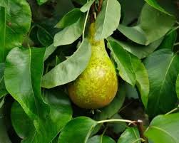 Attēlu rezultāti vaicājumam “Pyrus communis leaf”