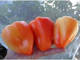 Afbeeldingsresultaat voor Szegedi 80 hot pepper