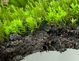Attēlu rezultāti vaicājumam “Barbula convoluta sporophyte”