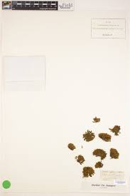 Attēlu rezultāti vaicājumam “Orthotrichum affine var. affine sporophyte”