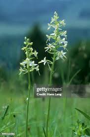 Attēlu rezultāti vaicājumam “Platanthera bifolia flower”