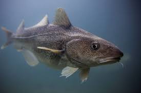 Image result for Gadus macrocephalus