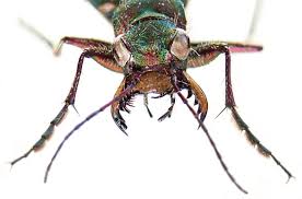 Attēlu rezultāti vaicājumam “Cicindela campestris”