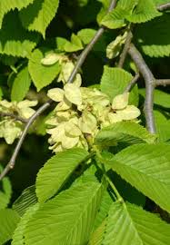 Attēlu rezultāti vaicājumam “Ulmus glabra leaf”