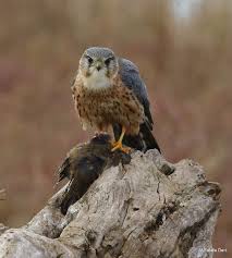 Image result for Falco columbarius