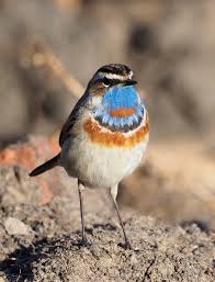 Attēlu rezultāti vaicājumam “Luscinia svecica”