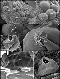 Attēlu rezultāti vaicājumam “Enteridium olivaceum plasmodium”