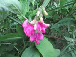 Attēlu rezultāti vaicājumam “Lathyrus laevigatus”