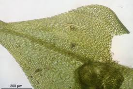 Attēlu rezultāti vaicājumam “Sciuro-hypnum reflexum”