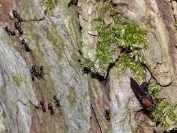 Attēlu rezultāti vaicājumam “Clitellaria ephippium”