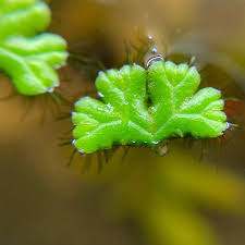 Attēlu rezultāti vaicājumam “Ricciocarpos natans”