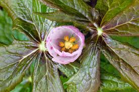 Attēlu rezultāti vaicājumam “Podophyllum hexandrum flower”