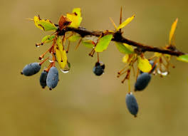 Attēlu rezultāti vaicājumam “Berberidaceae”