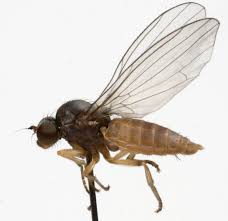 Attēlu rezultāti vaicājumam “Platypezidae”