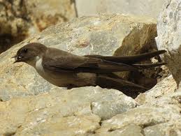 Image result for Ptyonoprogne rupestris