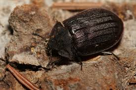 Attēlu rezultāti vaicājumam “Peltis grossa”