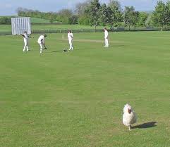 Image result for Alkborough Cricket Club