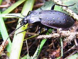 Attēlu rezultāti vaicājumam “Carabus hortensis”