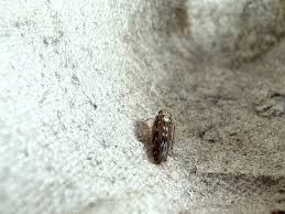 Attēlu rezultāti vaicājumam “Lamprotettix nitidulus”