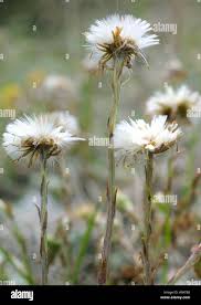 Attēlu rezultāti vaicājumam “Tussilago farfara flower”