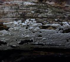 Attēlu rezultāti vaicājumam “Antrodia serialis”