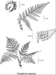 Attēlu rezultāti vaicājumam “Dryopteris expansa”