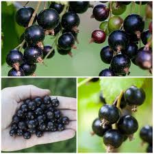 Attēlu rezultāti vaicājumam “Ribes nigrum fruit”