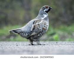 Attēlu rezultāti vaicājumam “Bonasa bonasia eggs”