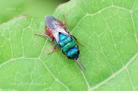 Attēlu rezultāti vaicājumam “Hedychrum sp.”