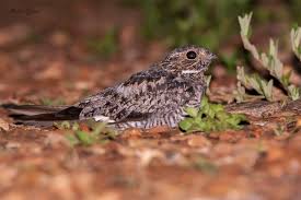 Image result for Chordeiles minor