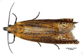 Attēlu rezultāti vaicājumam “Lathronympha strigana”